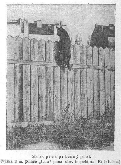Skok přes prkenný plot