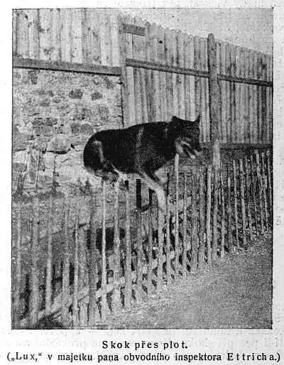Skok přes plot