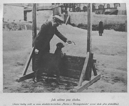 Jak učíme psa skoku