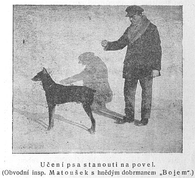 Učení psa stanouti na povel