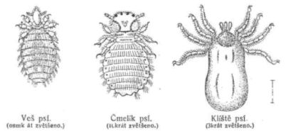 Veš psí - Čmelík psí - Klíště psí