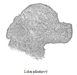 Li�ej pl�s�ov�