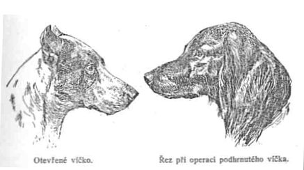 otevřené víčko - Řez při operaci podhrnutého víčka