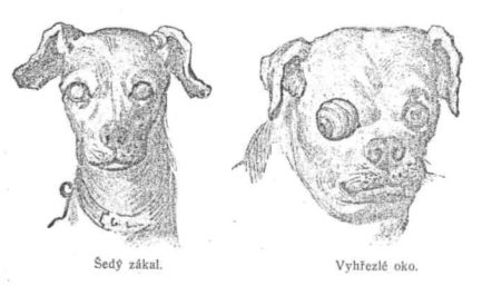 Šedý zákal - Vyhřezlé oko