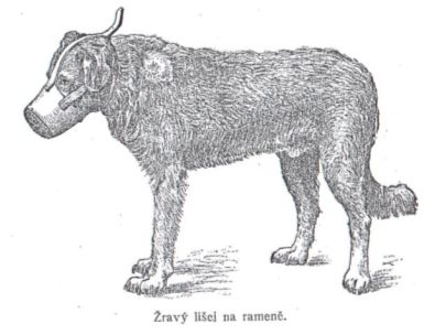 Žravý lišej na rameni