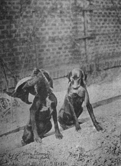 Prvá kořist' dvěma 10-timěs. cvičencům podaná.