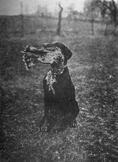 "Dora Litomyšl" přinesla správně dravce.