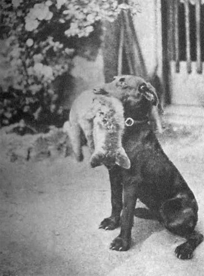 Cvik s liščetem. Prvé přinesení z přinucení.