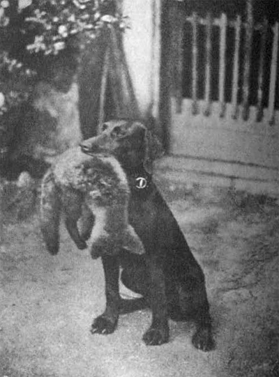 Cvik s liščetem. Druhé přinesení dobrovolné.