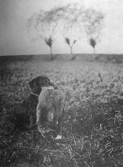 Toska se starým lišákem