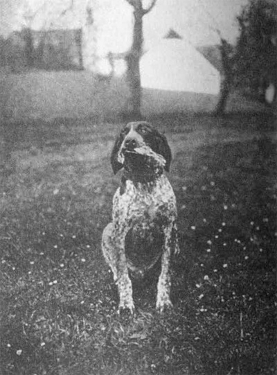 „Rulo - Wanda" přinesl cvrčalu.