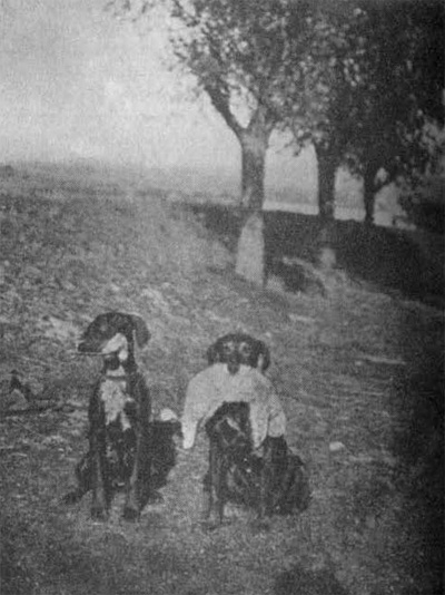 Dvojstřel. Správně nesená sluka a kočka.