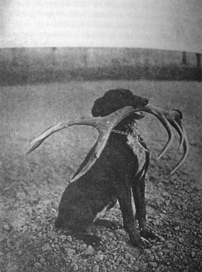 Dora se shozeným parohem čtrnácteráka.