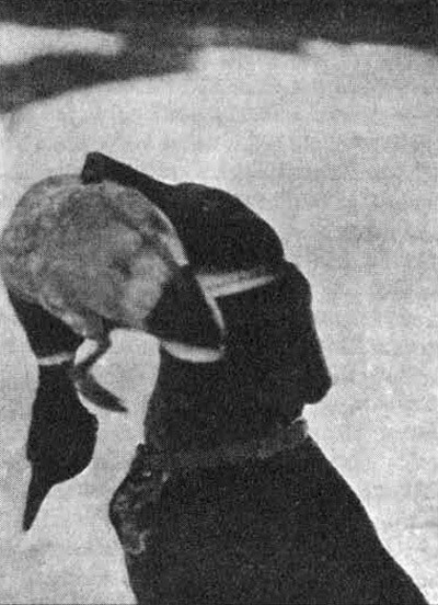 Dora podává zimního kačera z řeky přineseného.