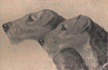 U�lechtil� airedal