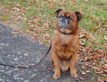 Sout� o poh�r ps� �koly Pun�a