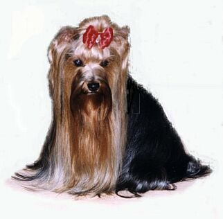 Annabella Žlutá řeka