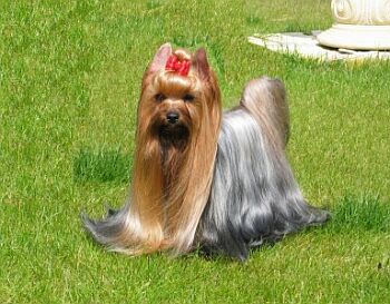 Viktorie �lut� �eka